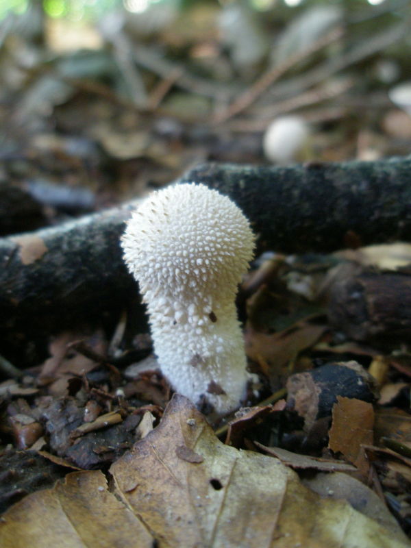 Flaschenbovist