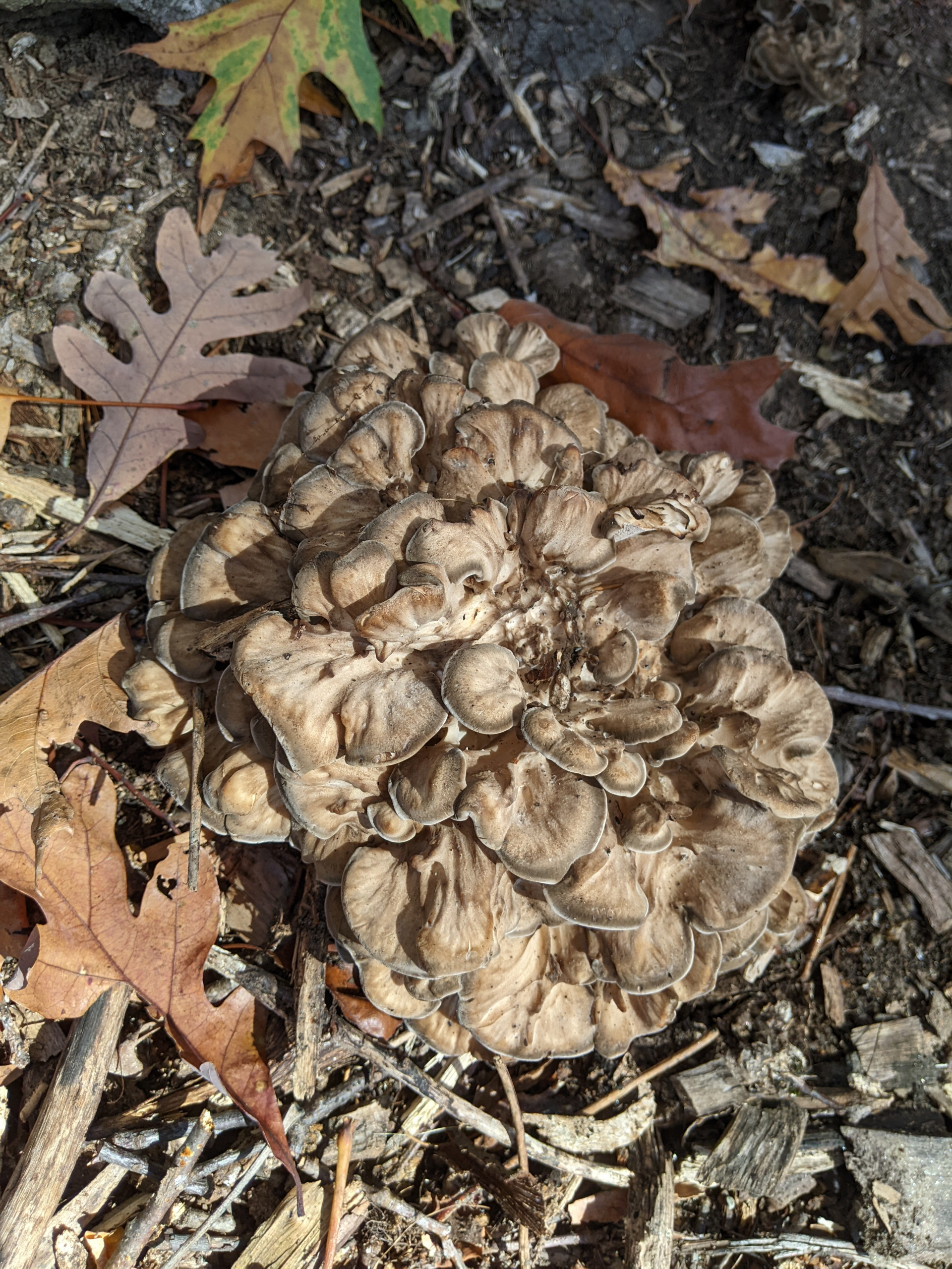 Maitake