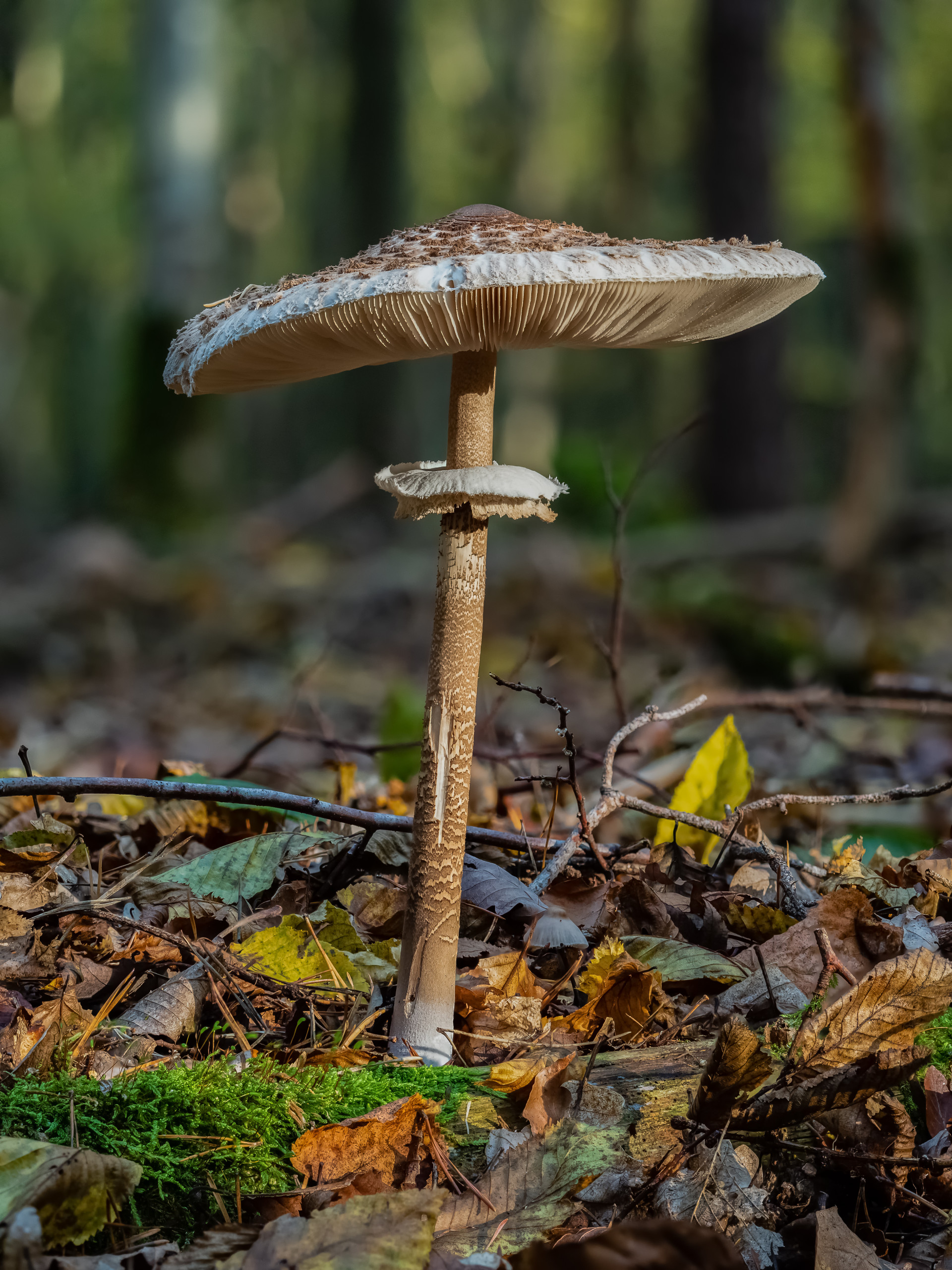 Parasol
