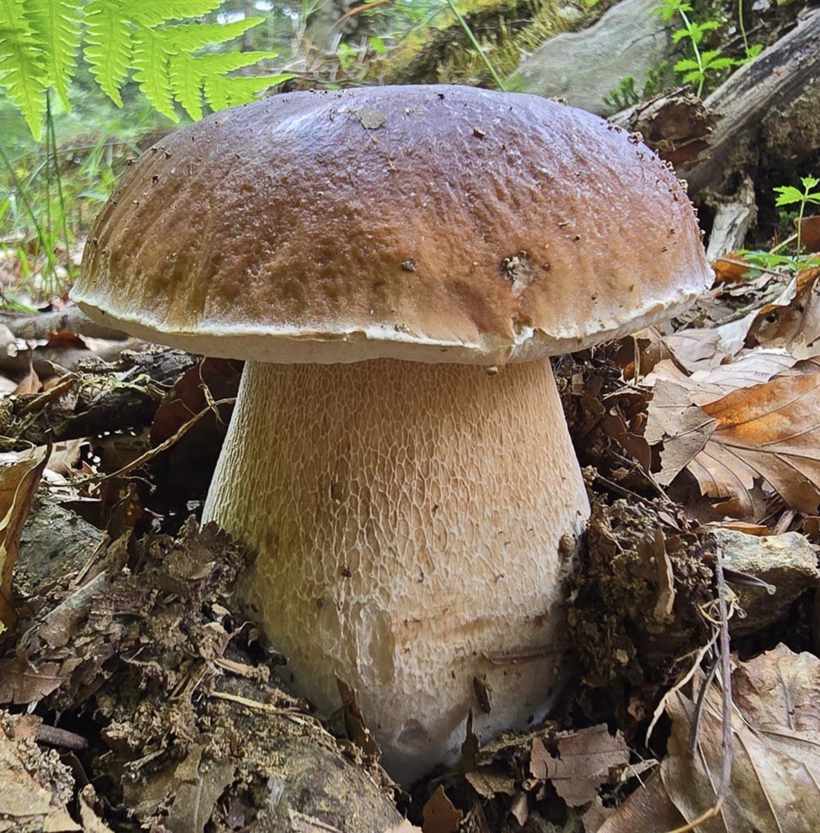 Steinpilz