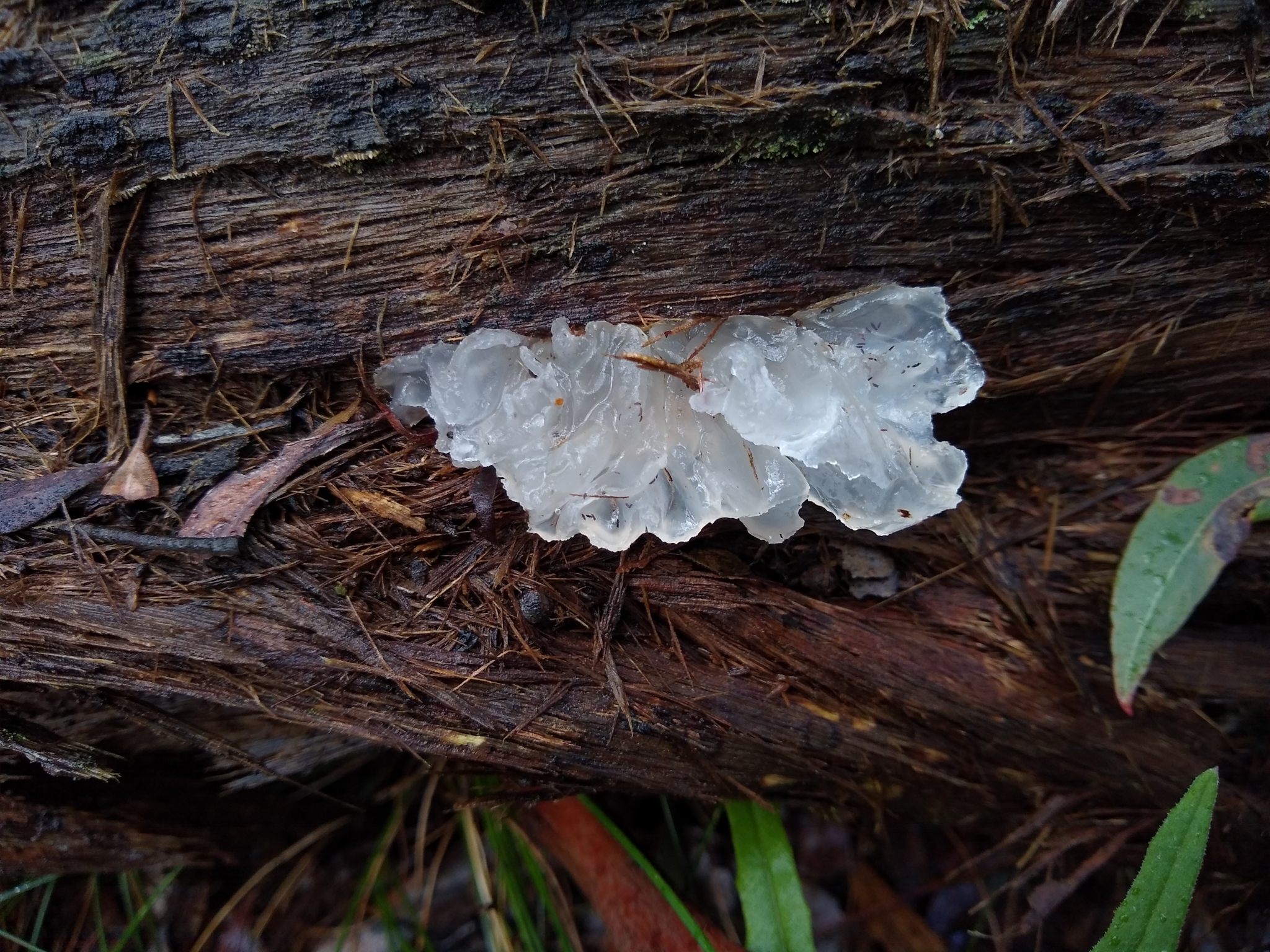 Tremella