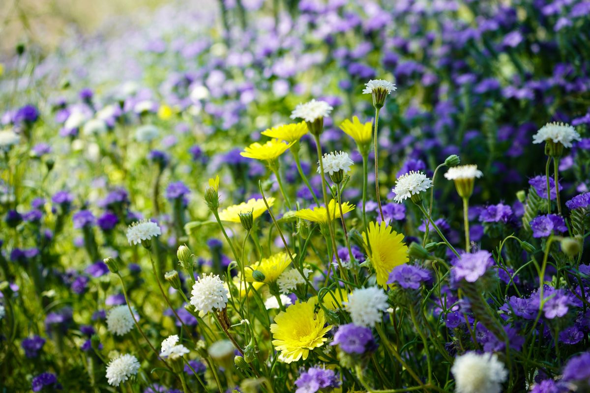 Blühende Wildblumenwiese